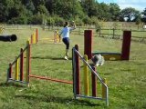 Entrainement d'Elvis à l'agility