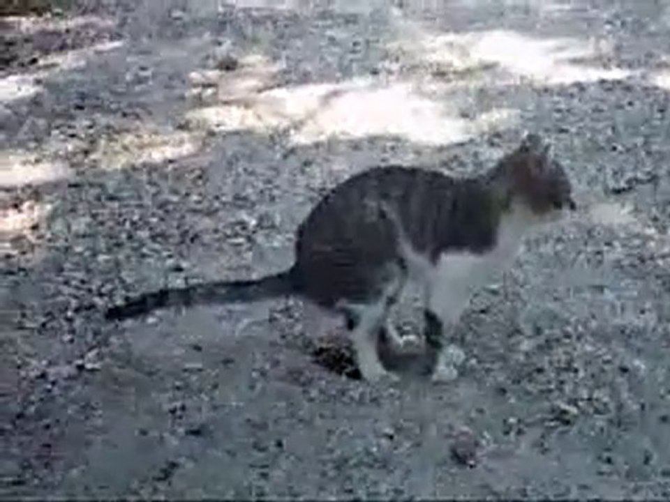 qui c' est qua fais caca dans la bruyere