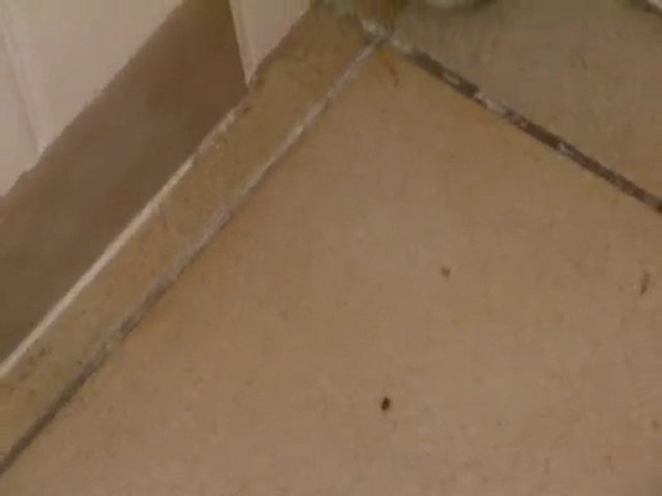 mon hamster qui fait sa toilette