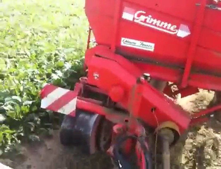 oignons 2010