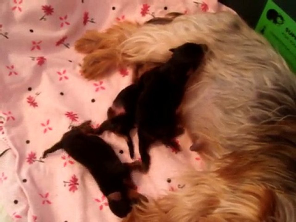 BB BAGATELLE ET ELIXIR