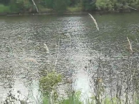 На озере утки, так тихо, тихо...