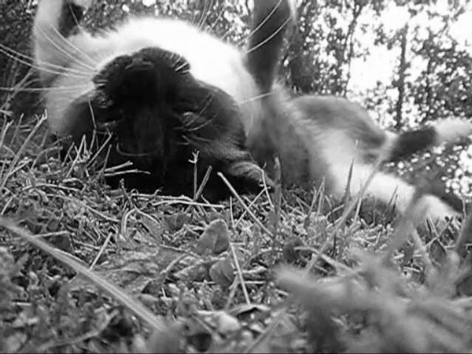 Neige ; ♥