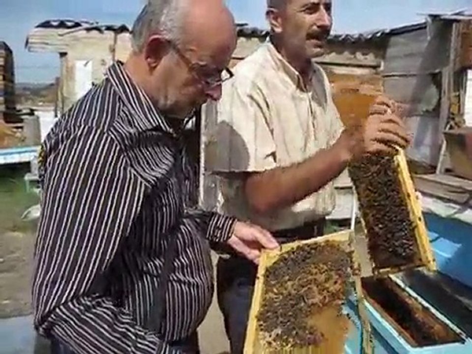 Karniyol(karniol) arısının sakinligi arıcılıkvideosu