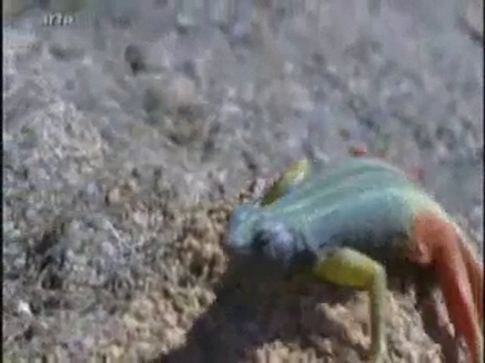 3/les rois du désert (partie 3)