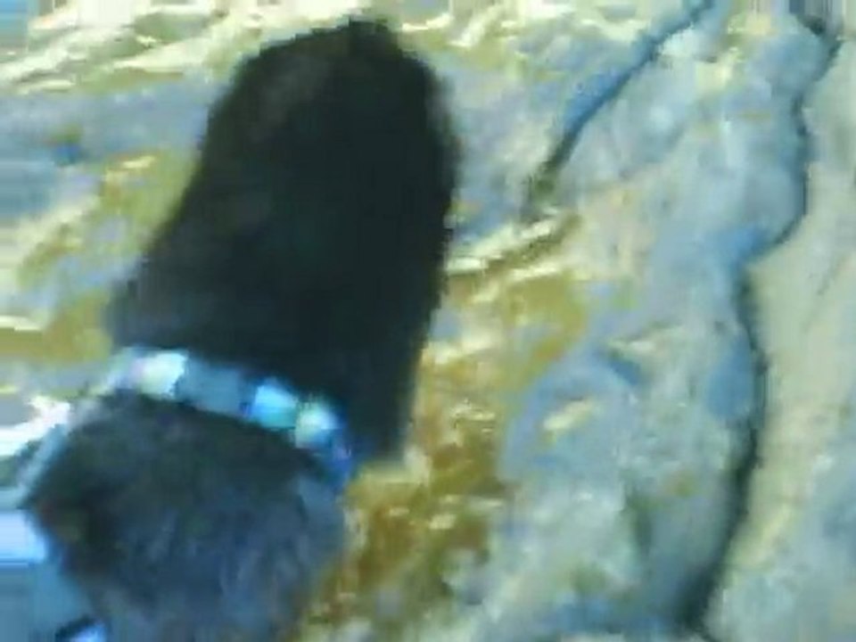 Bretzel mon vison plonge et ramène un bouchon 19/09/2010 / my pet mink swims