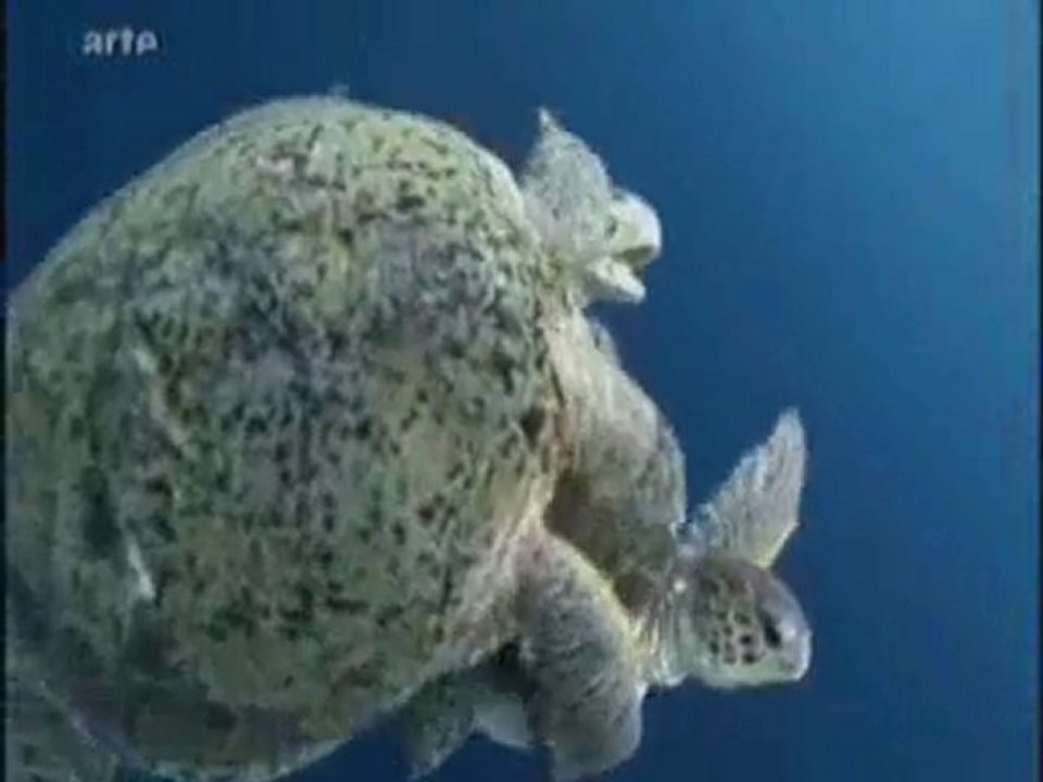 5/les rois de la résistance( partie 2)