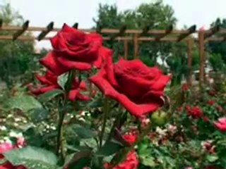 ÖMER ŞEFKATLİ-MÜJDEDİR BİZE