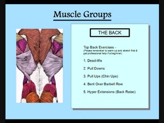 Muscle Groups and Exercises