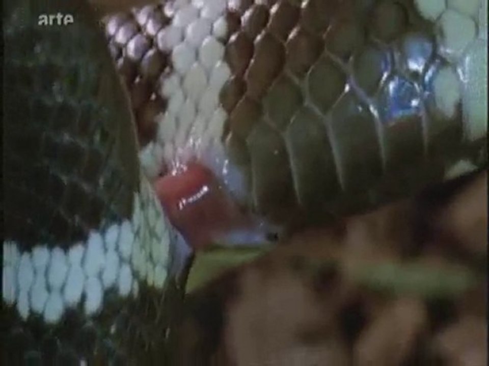 4 /les rois de la glisse (partie 3)