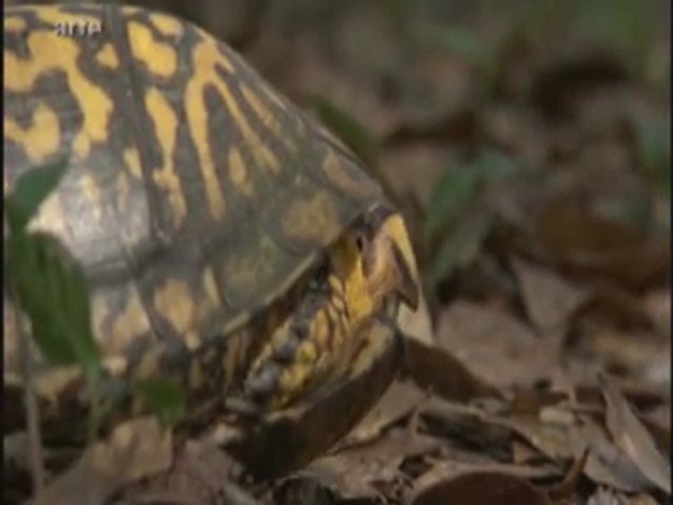 5/les rois de la résistance( partie 1)