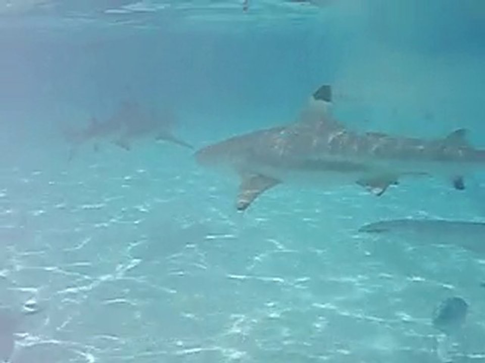 Moorea041
