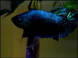 betta splendens