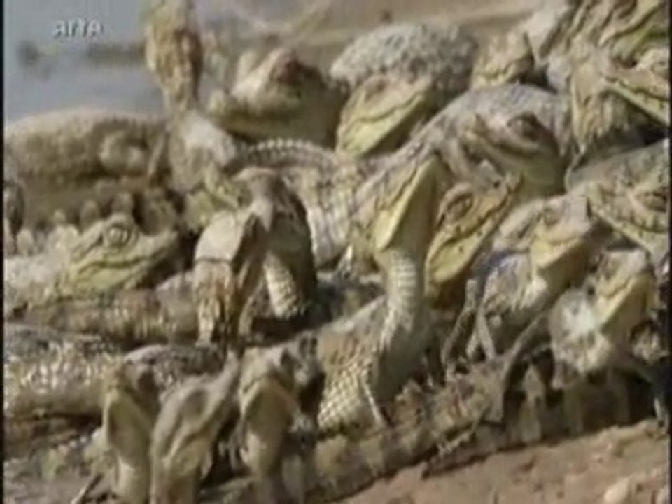 5. les rois de la résistance( partie 3)