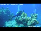 Plongée sous marine à Sharm El Sheik avec le pataplouf