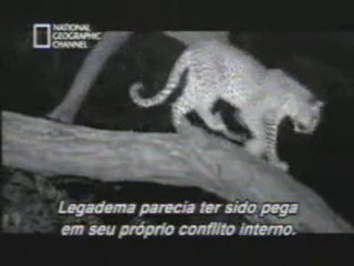 Hayvan deyip geçmeyin