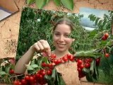 Fruit Picking Australia