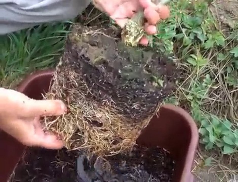 Habillez vos arbustes, ça veut dire quoi ?