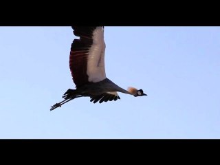 Une après midi au Parc des oiseaux