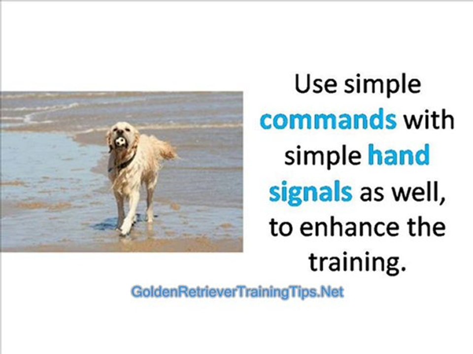 How is a Golden Retriever Different from Other Breeds