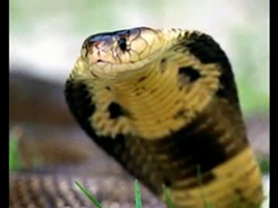 ☻Snakes☺