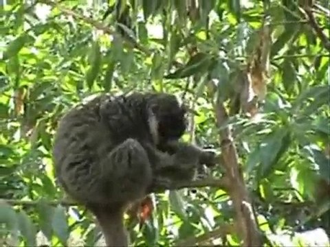 Lemures - Lemurs @ Madagascar - Bioparc Valencia