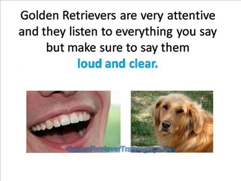 Golden Retriever Training - How to Develop a Smart Golden