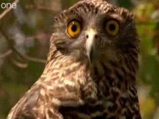 Funny Talking Animals #2