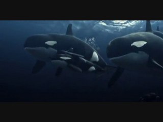 Sauvez Willy 4 [6/6]