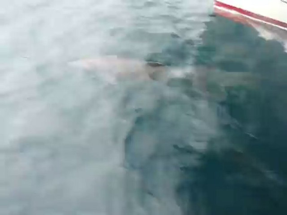 les dauphins