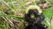 Bumblebees Mating (Bombus impatiens)
