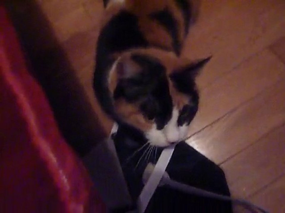 Stella