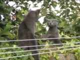 Coup de pression entre chats