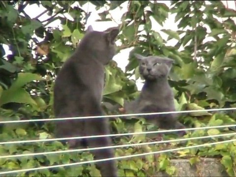 Coup de pression entre chats