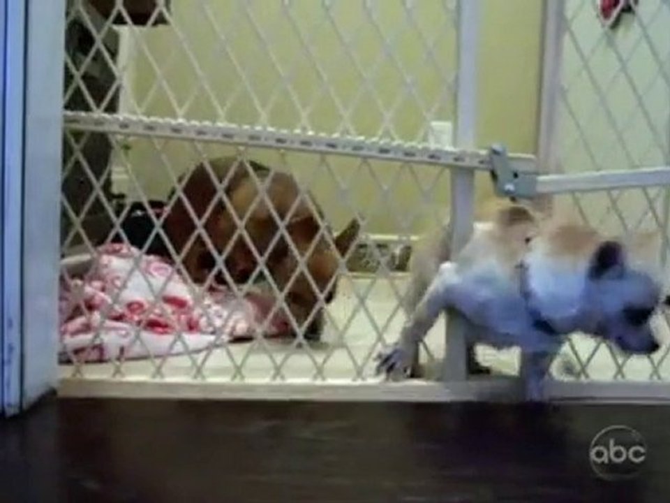 chihuahua : une évasion en préparation