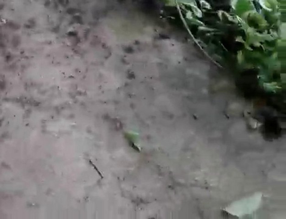 spirale de fourmis