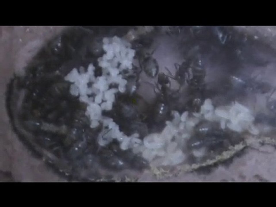 Elevage de lasius niger (20/09/2010)