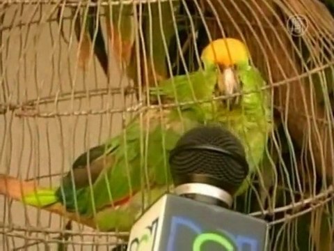 Попугай арестован колумбийской полицией