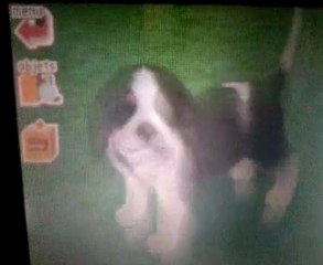 Video d'obeissance d'Aloha