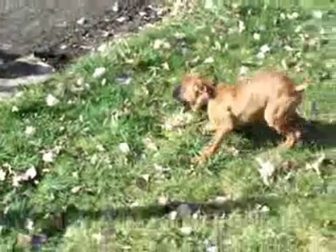 Eve 2 mois et demi découvre mes poules