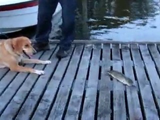 BALIK AVIM  20.09.2010 029