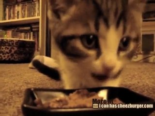 Kitten Says "Yum Yum Yum!"