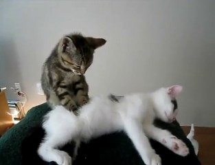 Un chaton fait un massage à un autre chaton