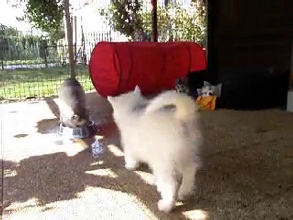 Lana X Goobie Puppies 8 weeks