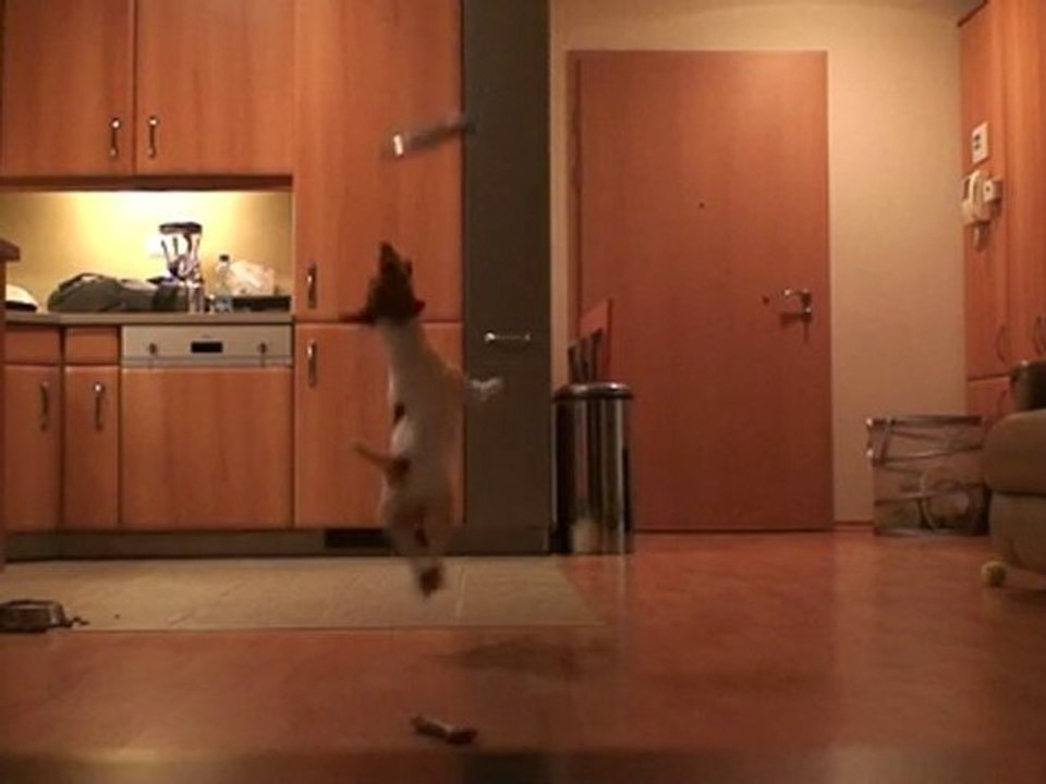 Jack Russell Frisbee