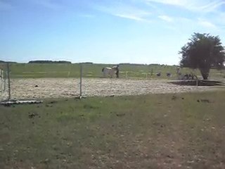 EQUITATION WESTERN AVEC CELINE AU SOL+MONTE. 19 09 2010. 8)