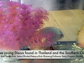 Babies Discus From Bangkok