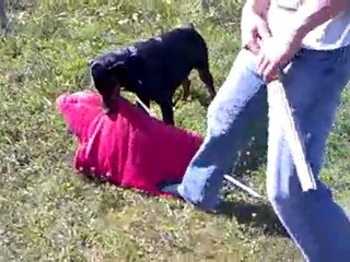 Arès 4 mois jambière