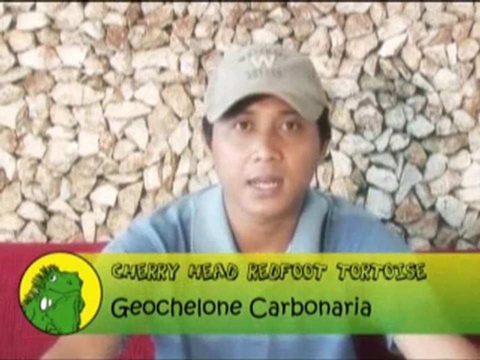 Tentang Cherry Head Tortoise