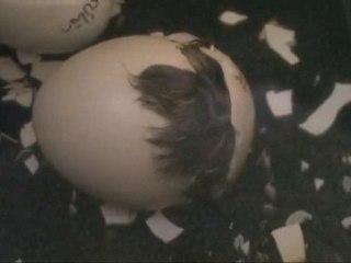 Chicks hatching